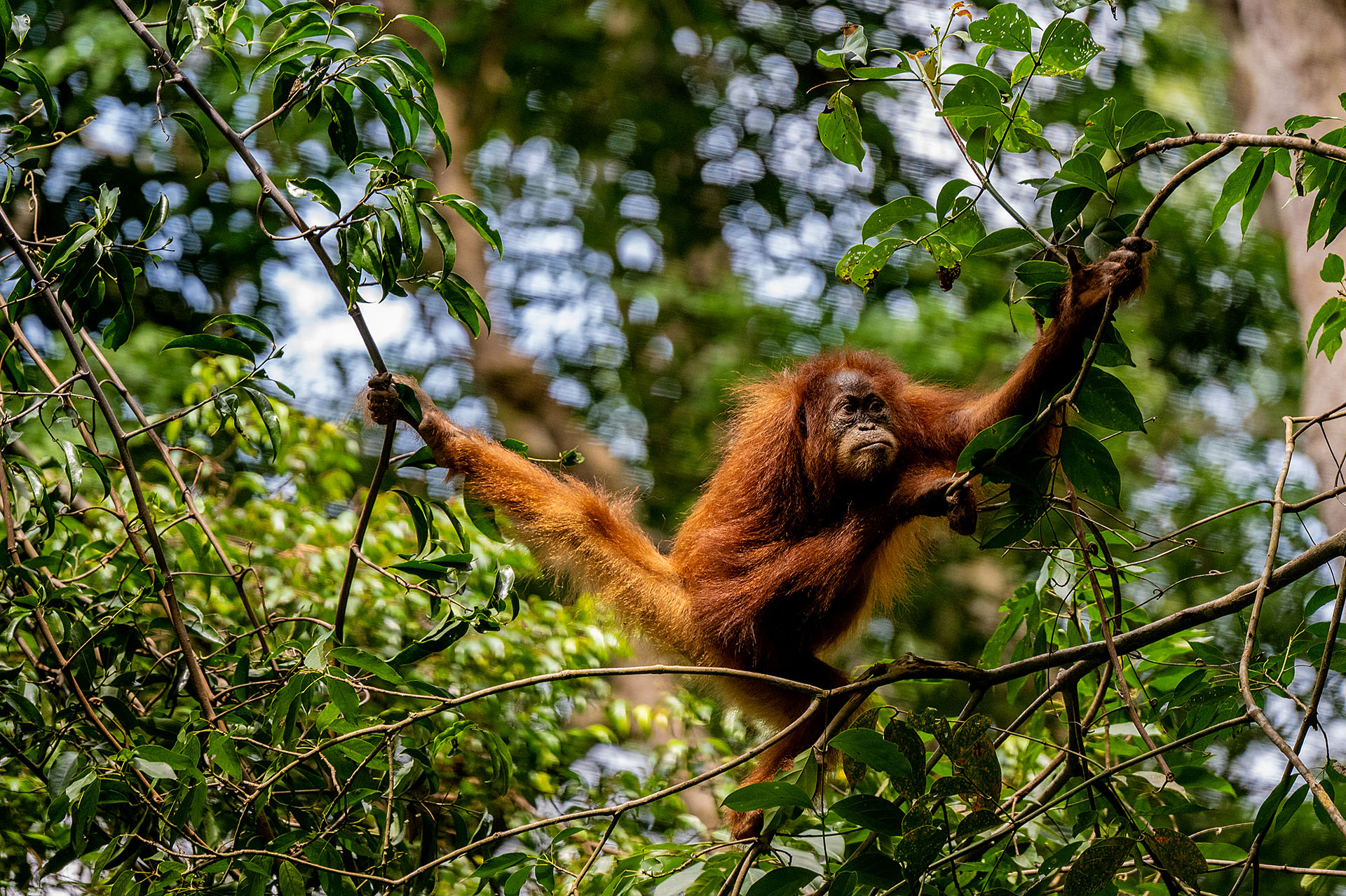 Bukit Lawang